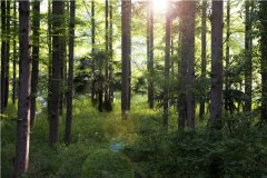 2020林权登记怎么做？重点把握这六方面！