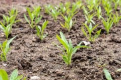 2020年上海市农村宅基地管理新政：建房有什么要求？