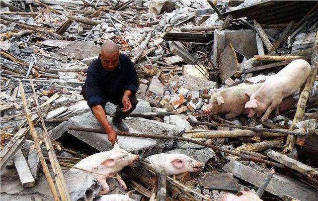 1607505393678057506.jpg timg (养猪).jpg