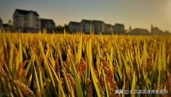 最高法耕地保护典型行政案例裁判要点汇总